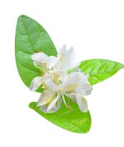 Huile essentielle Gingembre papillon Aroma-Zone