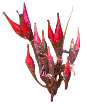 Huile essentielle Maniguette fine Aroma-Zone