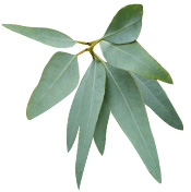 Huile essentielle Eucalyptus staigeriana BIO Aroma-Zone