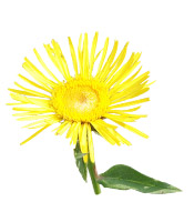 Hydrolat Inule odorante de Corse BIO Aroma-Zone
