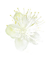 Hydrolat Myrte de Corse BIO Aroma-Zone