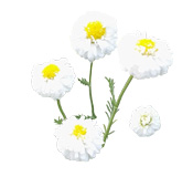 Huile essentielle Camomille romaine Aroma-Zone