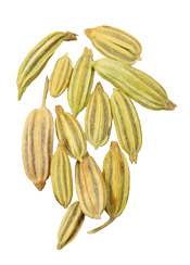 Huile essentielle Anis vert Aroma-Zone