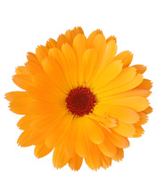Hydrolat Calendula BIO Aroma-Zone