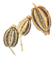Huile essentielle Ajowan BIO Aroma-Zone
