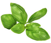 Huile essentielle Basilic tropical Aroma-Zone