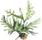 Huile essentielle Bois de Siam Aroma-Zone