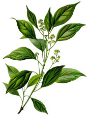 Huile essentielle Camphrier Aroma-Zone