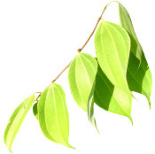 Huile essentielle Cannelle de Ceylan feuilles BIO Aroma-Zone