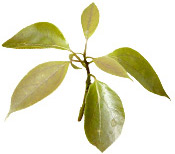 Huile essentielle Bois de Hô BIO Aroma-Zone