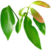 Huile essentielle Cannelle de Chine Aroma-Zone