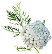 Huile essentielle Carotte Aroma-Zone