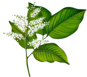 Baume Copahu Aroma-Zone
