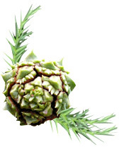Huile essentielle Cryptomeria Aroma-Zone