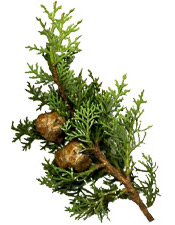 Huile essentielle Cyprès de Provence BIO Aroma-Zone