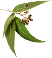 Huile essentielle Eucalyptus globulus BIO Aroma-Zone