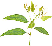 Huile essentielle Eucalyptus mentholé BIO Aroma-Zone