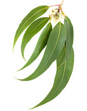 Huile essentielle Eucalyptus radié BIO Aroma-Zone