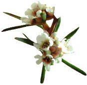 Huile essentielle Fragonia Aroma-Zone