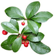 Huile essentielle Gaulthérie odorante BIO Aroma-Zone