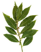 Huile essentielle Laurier noble Aroma-Zone