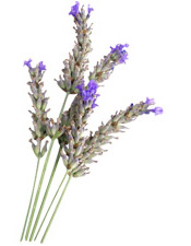 Huile essentielle Lavande aspic BIO Aroma-Zone