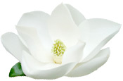 Huile essentielle Magnolia Aroma-Zone