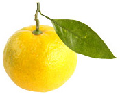 Huile essentielle Mandarine jaune Aroma-Zone