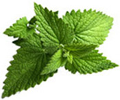 Huile essentielle Menthe poivrée de Provence BIO Aroma-Zone