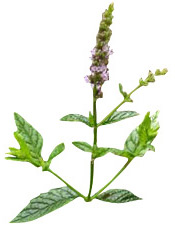 Huile essentielle Menthe verte BIO Aroma-Zone