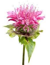 Huile essentielle Monarde Aroma-Zone