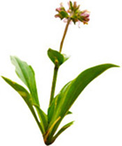 Huile essentielle Nard Jatamansi Aroma-Zone