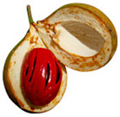 Huile essentielle noix de Muscade BIO Aroma-Zone