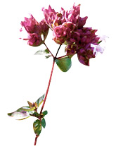 Huile essentielle Origan compact BIO Aroma-Zone