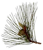 Huile essentielle Pin Laricio (Lariccio) BIO Aroma-Zone