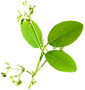 Huile essentielle Ravensara aromatica BIO Aroma-Zone