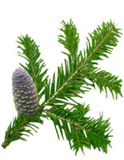 Huile essentielle Sapin de Sibérie Aroma-Zone
