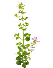 Huile essentielle Sarriette des montagnes BIO Aroma-Zone