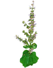 Huile essentielle Sauge sclarée BIO Aroma-Zone