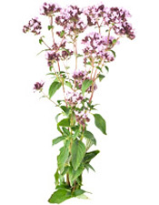 Huile essentielle BIO Thym à linalol Aroma-Zone