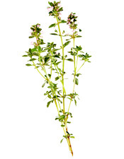 Huile essentielle Thym à thymol de Provence BIO Aroma-Zone
