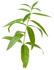 Huile essentielle Verveine odorante BIO Aroma-Zone
