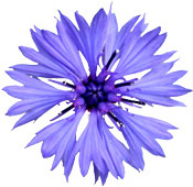 Hydrolat Bleuet BIO Aroma-Zone
