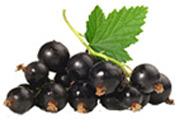 Hydrolat Cassis BIO Aroma-zone