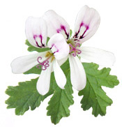Hydrolat Géranium Bourbon BIO Aroma-Zone