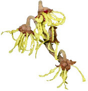 Hydrolat Hamamélis BIO Aroma-Zone