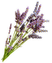 Hydrolat Lavande fine de Provence BIO Aroma-Zone