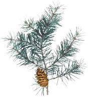 Hydrolat Pin Douglas des Monts du Forez BIO Aroma-Zone