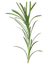 Hydrolat Romarin à verbénone BIO Aroma-Zone