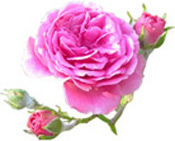 Hydrolat Rose de Damas de la vallée M'Gouna BIO Aroma-Zone